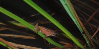 INVESTIGACIÓN DE LA UNNE EN REVISTA INTERNACIONAL Describen la ecología de la rana trepadora hocicuda enana, una especie común pero de biología desconocida