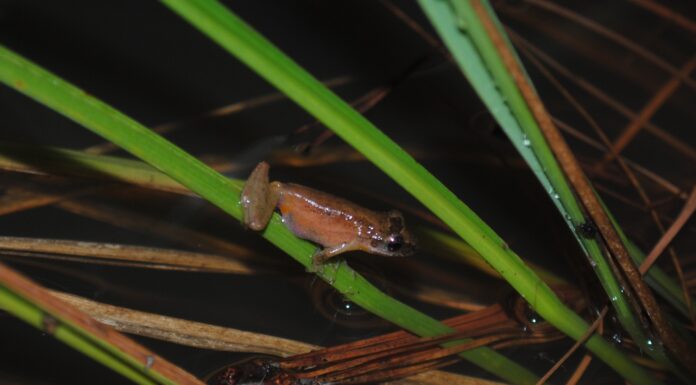 INVESTIGACIÓN DE LA UNNE EN REVISTA INTERNACIONAL Describen la ecología de la rana trepadora hocicuda enana, una especie común pero de biología desconocida