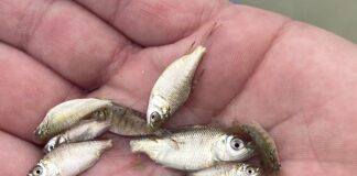 TRAS PRIMERA EXPERIENCIA Buscan “escalar” la producción de carnadas vivas para la pesca recreativa en Corrientes