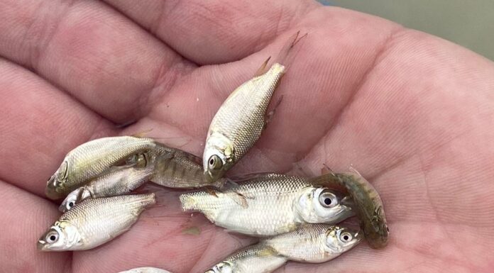 TRAS PRIMERA EXPERIENCIA Buscan “escalar” la producción de carnadas vivas para la pesca recreativa en Corrientes