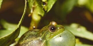 NUEVOS CONOCIMIENTOS Revelan la información que hay detrás del canto de las ranas