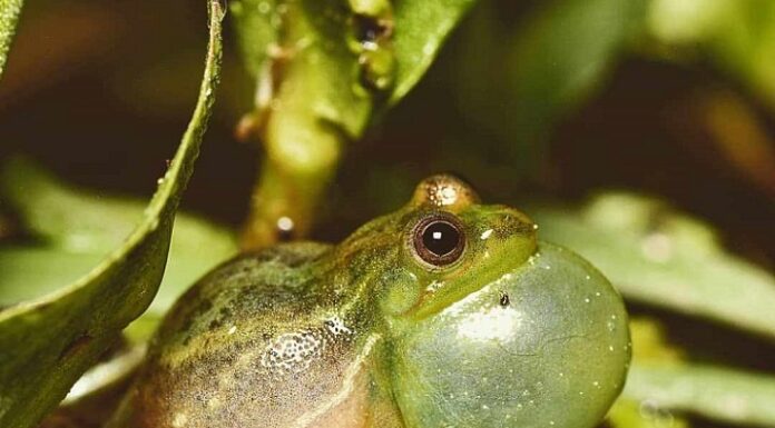 NUEVOS CONOCIMIENTOS Revelan la información que hay detrás del canto de las ranas