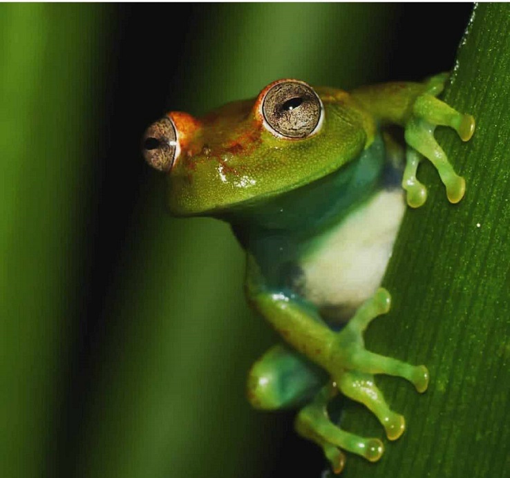 Con monitoreo acústico pasivo, identifican riqueza de especies de ranas y sapos en Iberá – Chaco Día Por Día