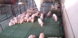 INSTITUTO DE MEDICINA REGIONAL UNNE: primera secuenciación de genoma completo de Escherichia coli resistente a colistina en un cerdo en Argentina