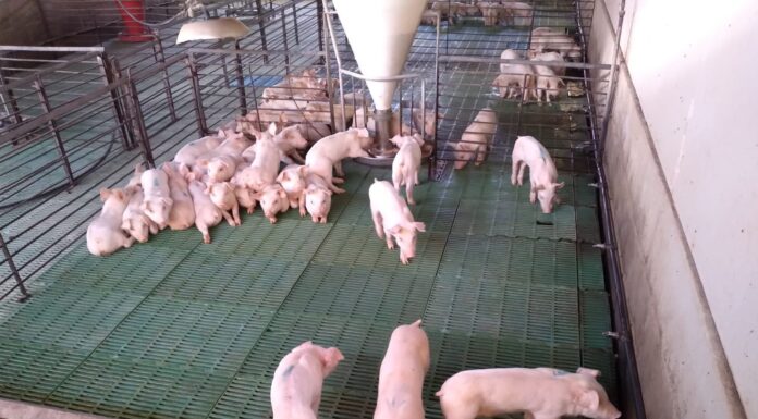 INSTITUTO DE MEDICINA REGIONAL UNNE: primera secuenciación de genoma completo de Escherichia coli resistente a colistina en un cerdo en Argentina