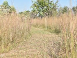 El regreso del fenómeno de La Niña: desde el INTA instaron a “no ser alarmistas”