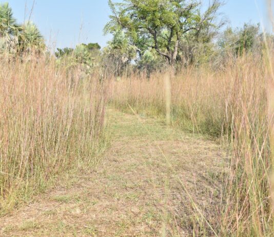 El regreso del fenómeno de La Niña: desde el INTA instaron a “no ser alarmistas”