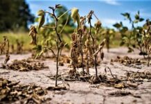 AMBIENTE La sequía continúa: aseguran que el impacto del fenómeno de El Niño será moderado en la región