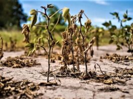 La sequía continúa: aseguran que el impacto del fenómeno de El Niño será moderado en la región