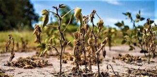 AMBIENTE La sequía continúa: aseguran que el impacto del fenómeno de El Niño será moderado en la región