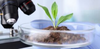 Ciencia y Técnica Evalúan comportamiento y permanencia de un herbicida en el suelo de una arrocera