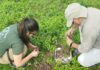 Identifican que las distintas especies de termitas de la región tienen dietas propias
