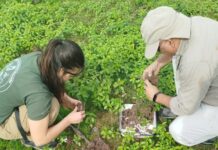 Identifican que las distintas especies de termitas de la región tienen dietas propias