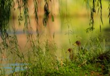 VISIBILIZAR EL PATRIMONIO NATURAL Segunda edición de la Diplomatura en Fotografía de Naturaleza de FaCENA