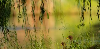 VISIBILIZAR EL PATRIMONIO NATURAL Segunda edición de la Diplomatura en Fotografía de Naturaleza de FaCENA