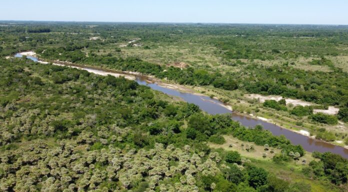 APROBADO POR NACIONES UNIDAS Con tecnologías de IA, buscan predecir brotes de enfermedades transmitidas por Aedes aegypti en Argentina, Brasil y Paraguay