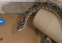 Publicaron estudio sobre moléculas y terapias complementarias para accidentes ofídicos